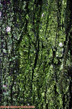 IMG_ (10024)